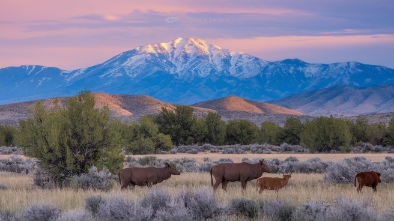 carson springs wildlife conservation foundation